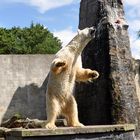 Eisbärfütterung Zoo Rostock ( Lars )