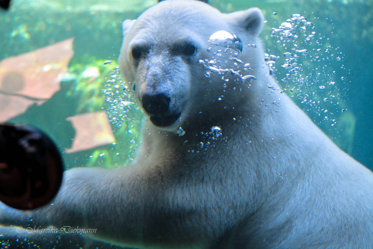 Eisbärin Lale im Bremerhavener Zoo