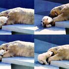 Eisbärin mit ihrem Jungtier beim Mittagsschlaf (2)