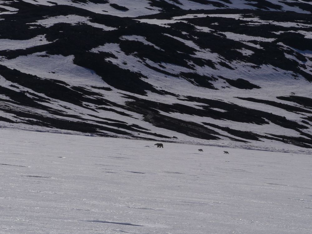 Eisbärin  mit zwei Jungen - Westspitzbergen