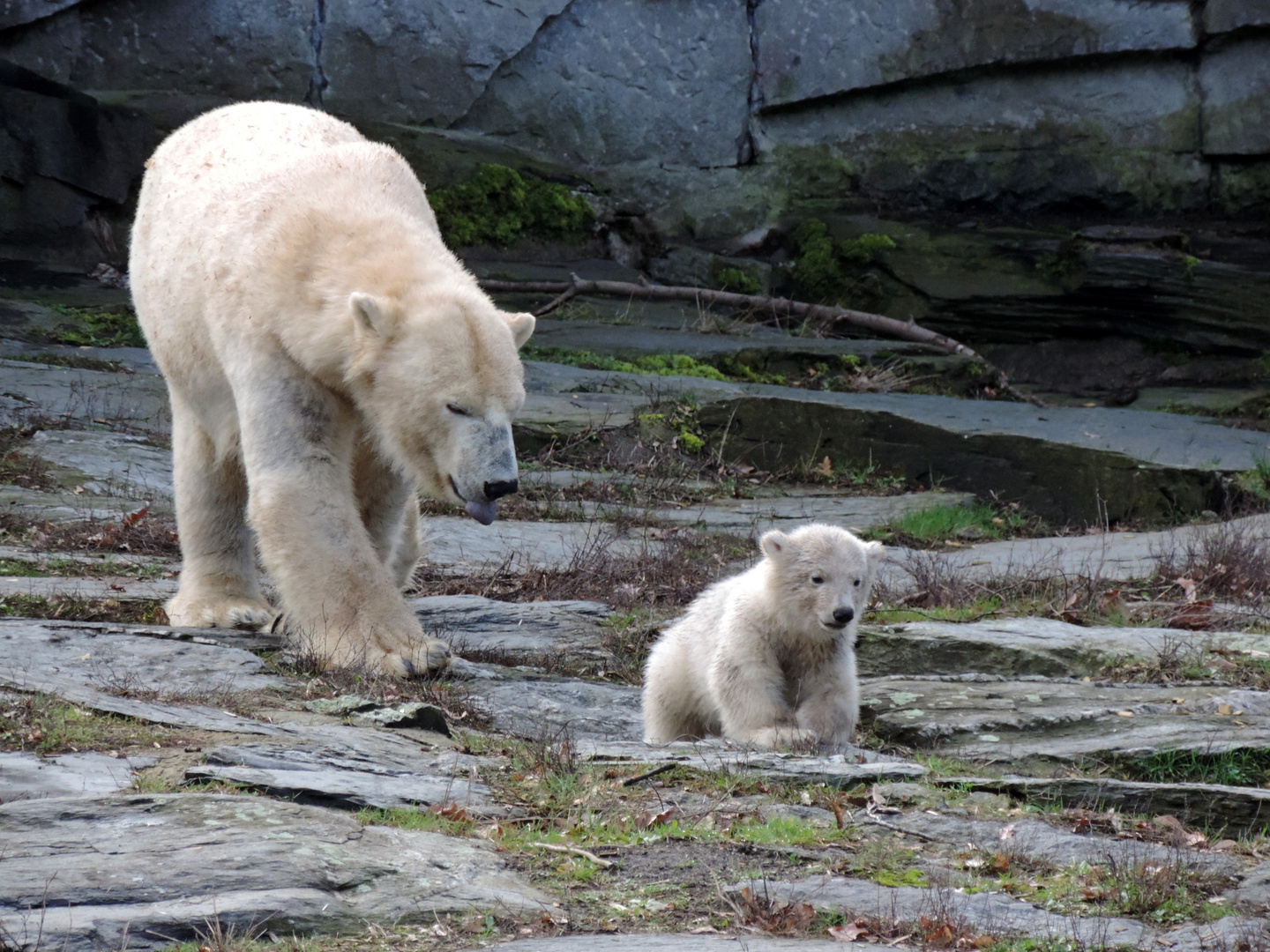 Eisbärin Tonja mit Nachwuchs Tierpark Berlin 2019