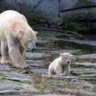 Eisbärin Tonja mit Nachwuchs Tierpark Berlin 2019