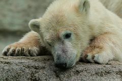 Eisbärjunges (Ursus maritimus)