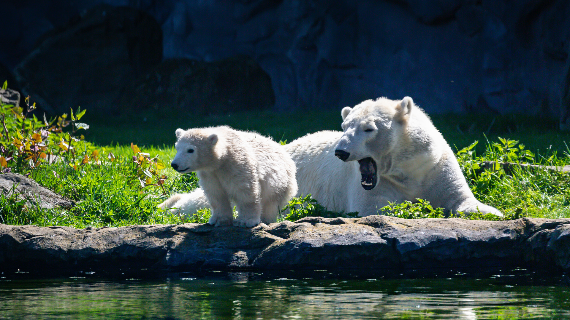 Eisbärmama Lara mit Eisbärbaby Nanook