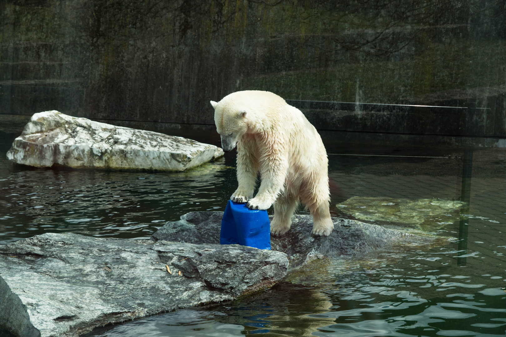 Eisbärmann Yoghi in der Wilhelma