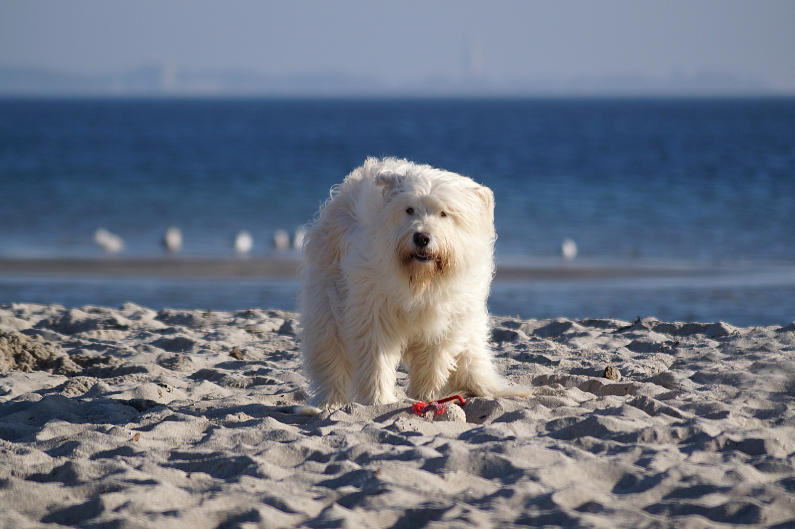 Eisbärsichtung an der Ostsee