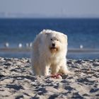 Eisbärsichtung an der Ostsee