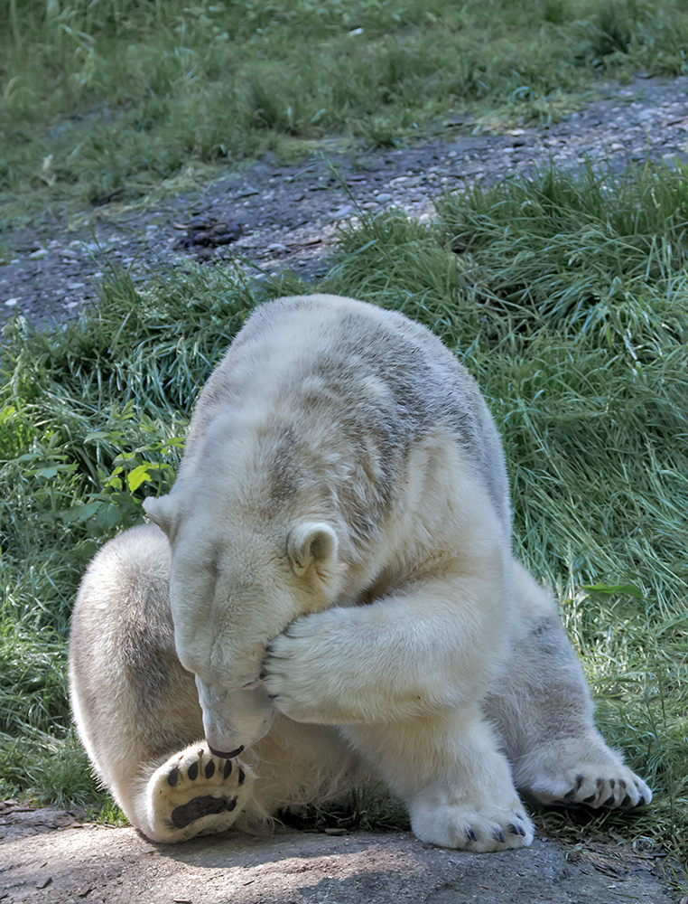 Eisbär....so schüchtern!