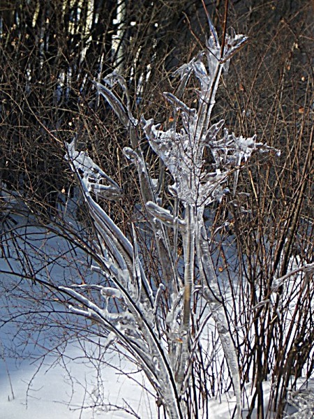 Eisbäumchen