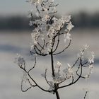 Eisbäumchen