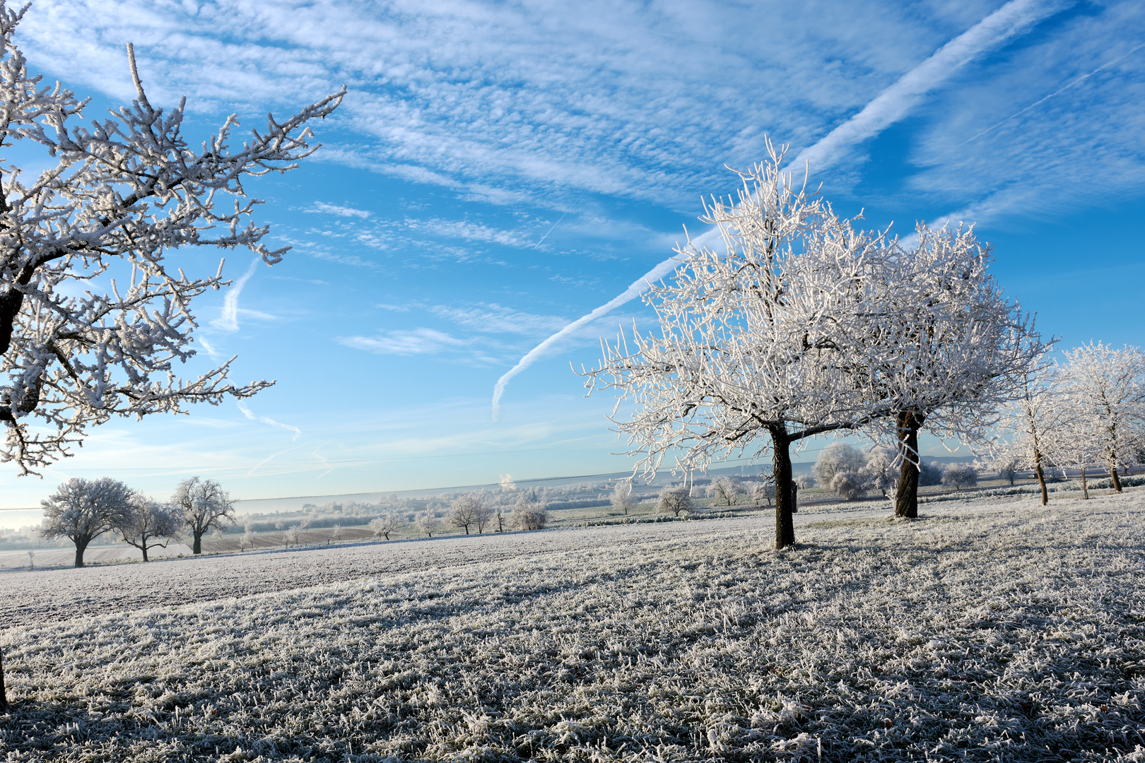 Eisbäume