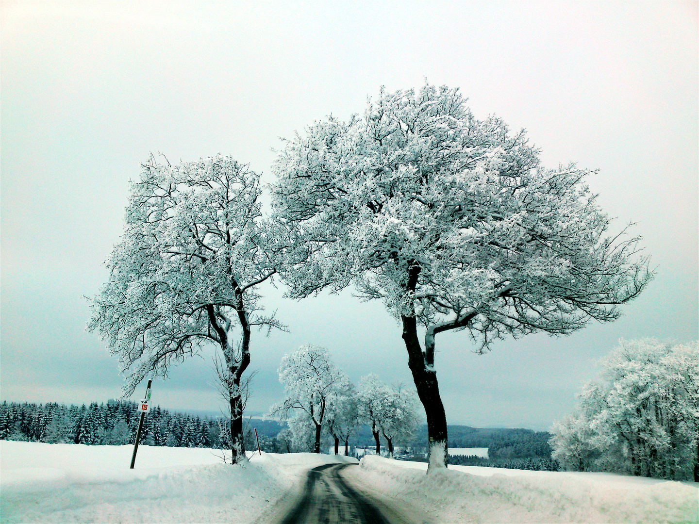 eisbäume