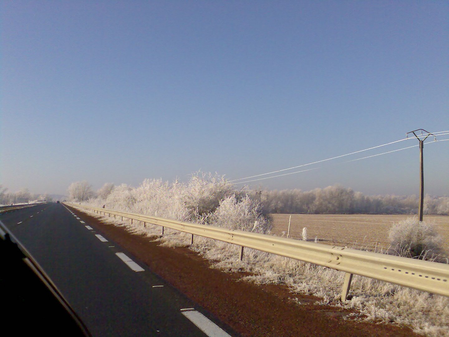 Eisbäume