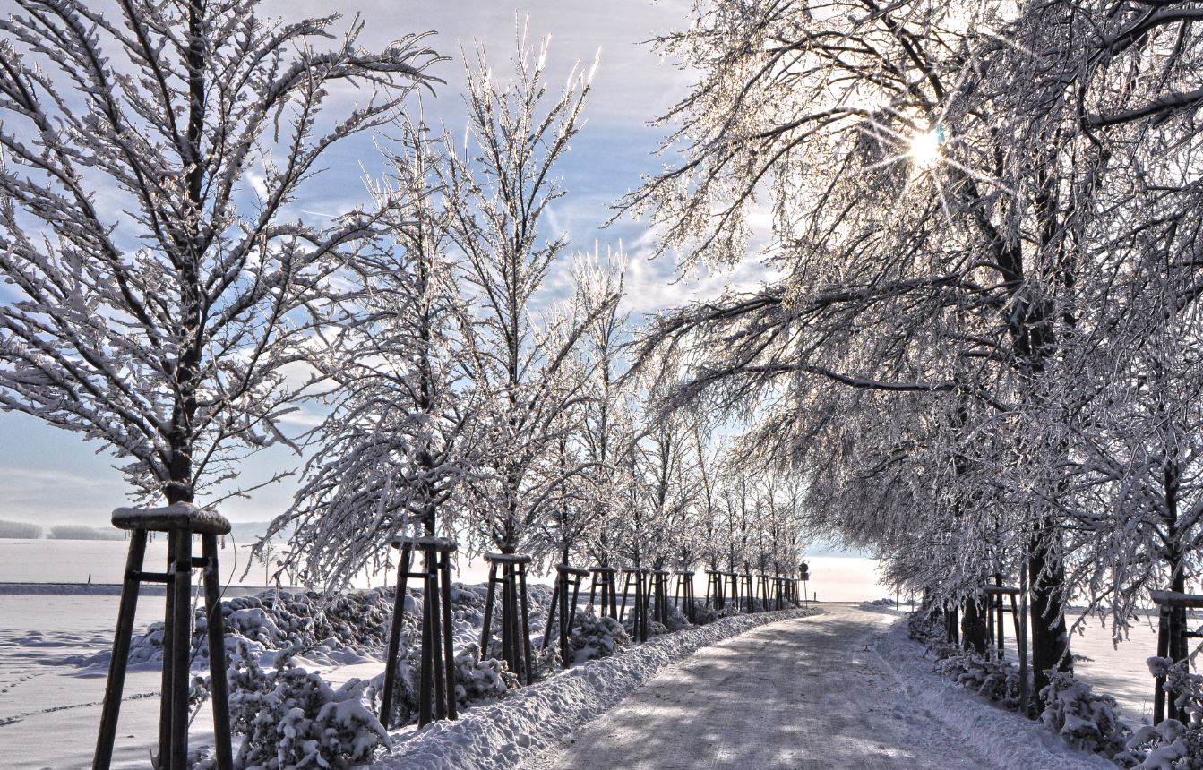 Eisbäume