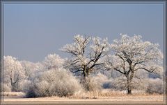 Eisbäume