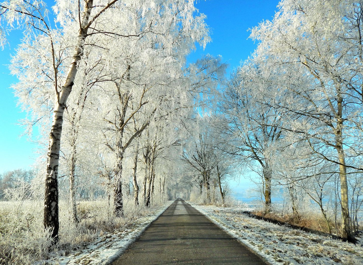 " Eisbäume "