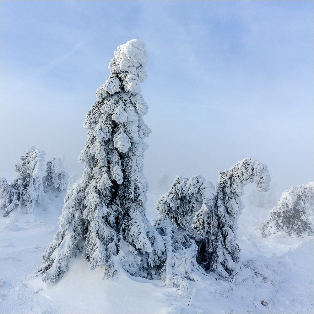 Eisbäume