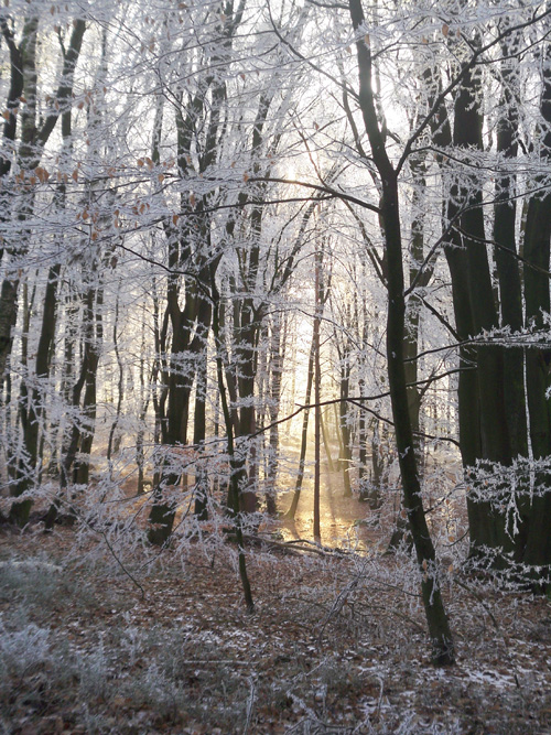 Eisbäume