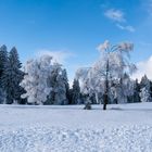 Eisbäume