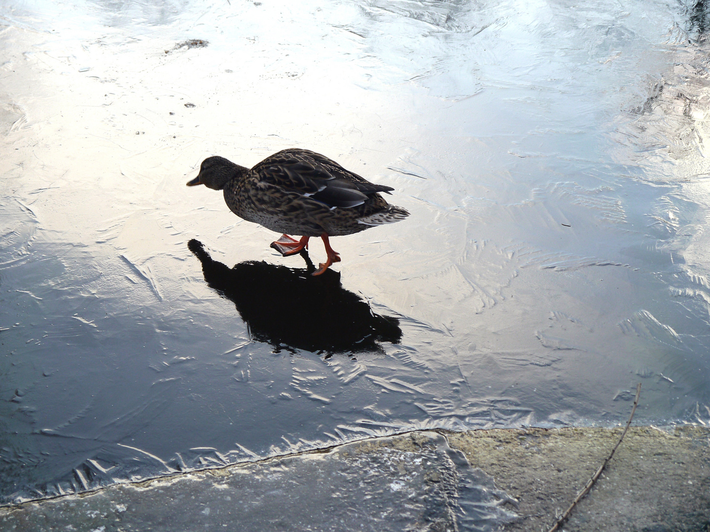 Eisballett der Wasservögel 1