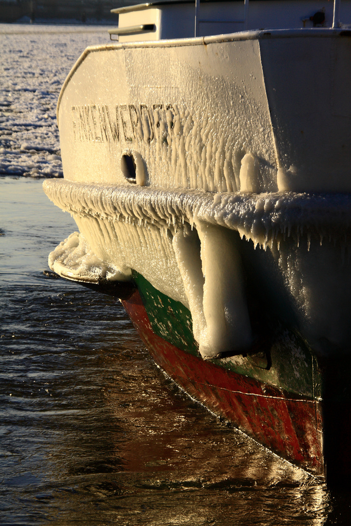 Eisbart der Finkenwerder