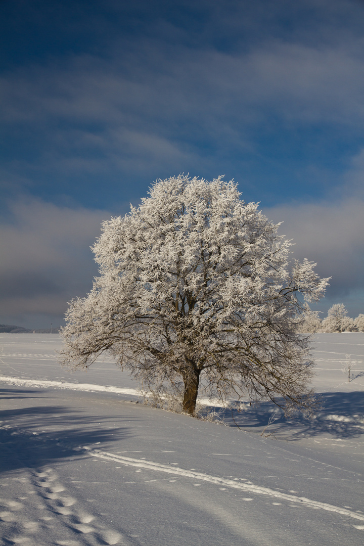 Eisbaum