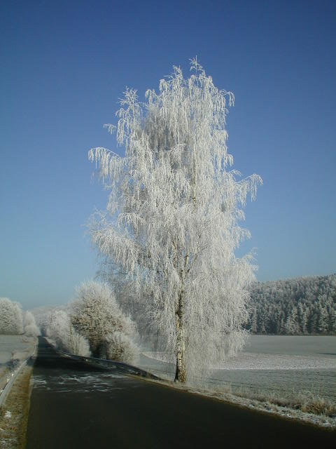 Eisbaum