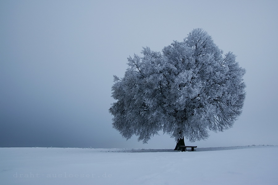 Eisbaum