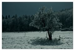 Eisbaum
