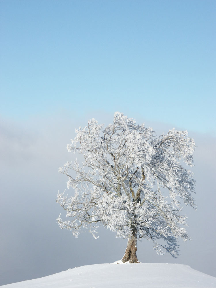 Eisbaum von Silvan Kaeser