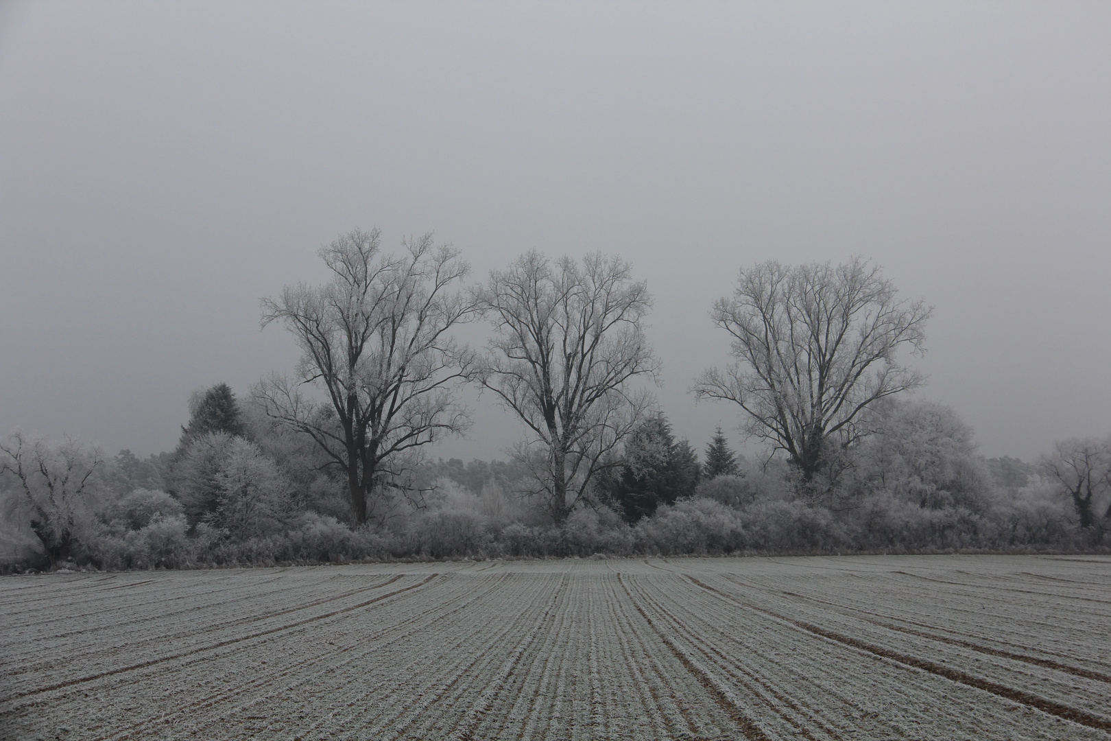 Eisbaum - Drillinge