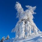 Eisbaum in Tirol
