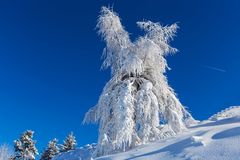 Eisbaum in Tirol