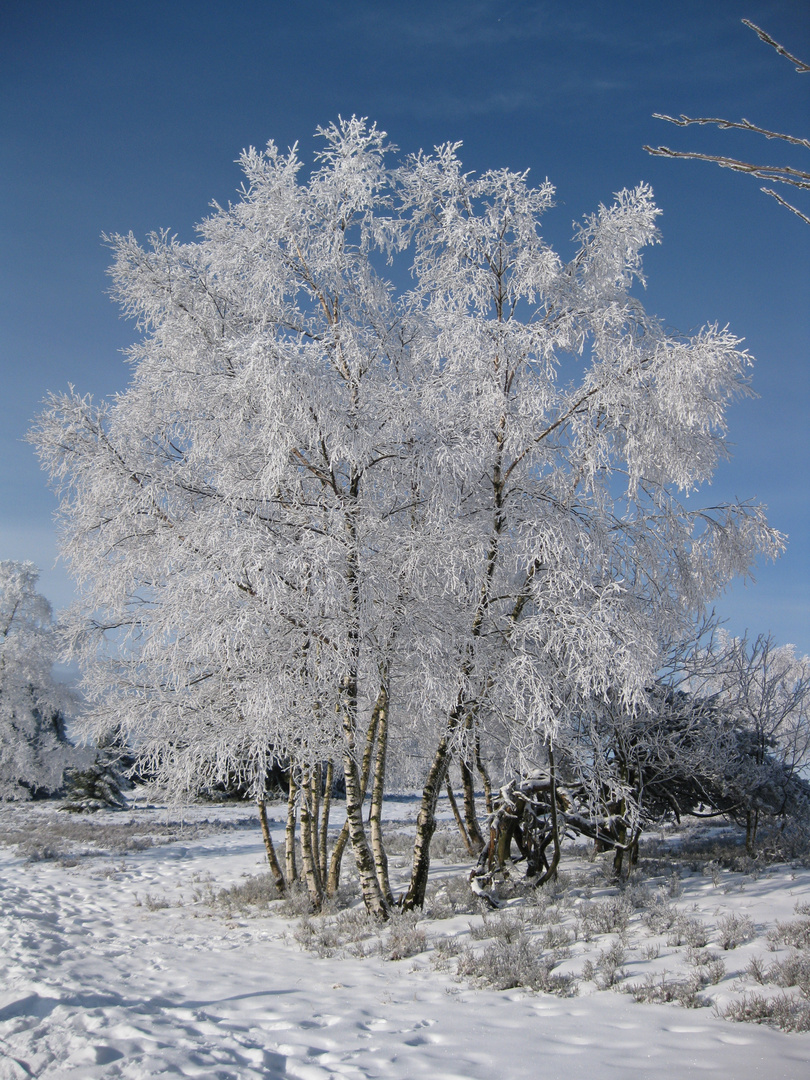 Eisbaum in Winterberg