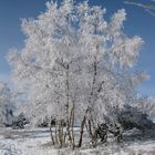 Eisbaum in Winterberg