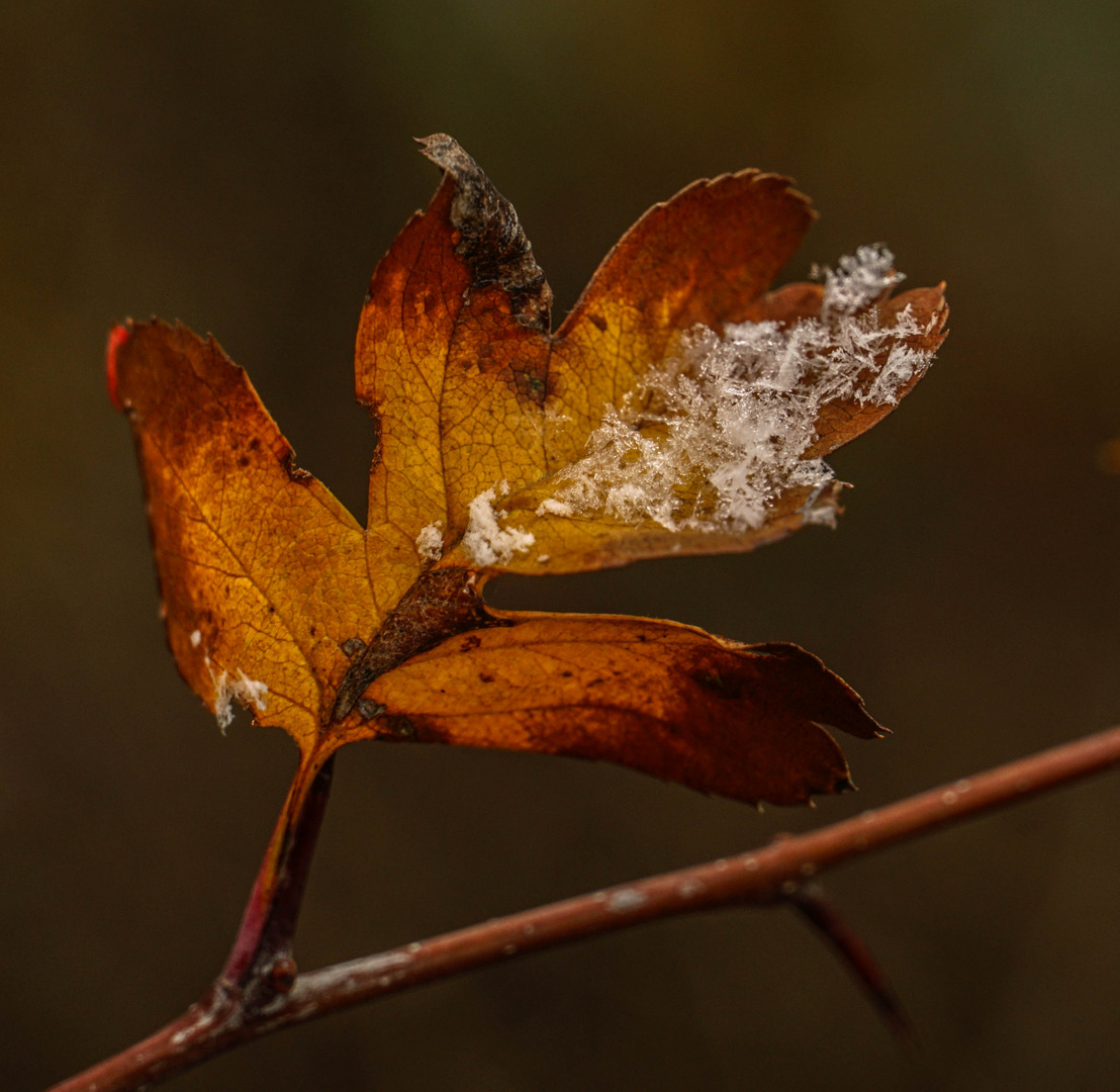 Eisbedecktes Herbstblattleuchten........