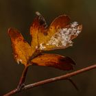 Eisbedecktes Herbstblattleuchten........