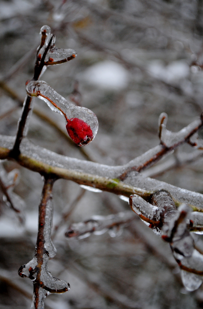 EisBeere