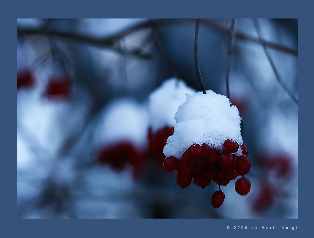 Eisbeeren