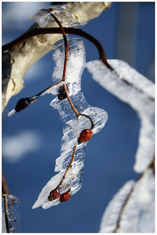 Eisbeeren