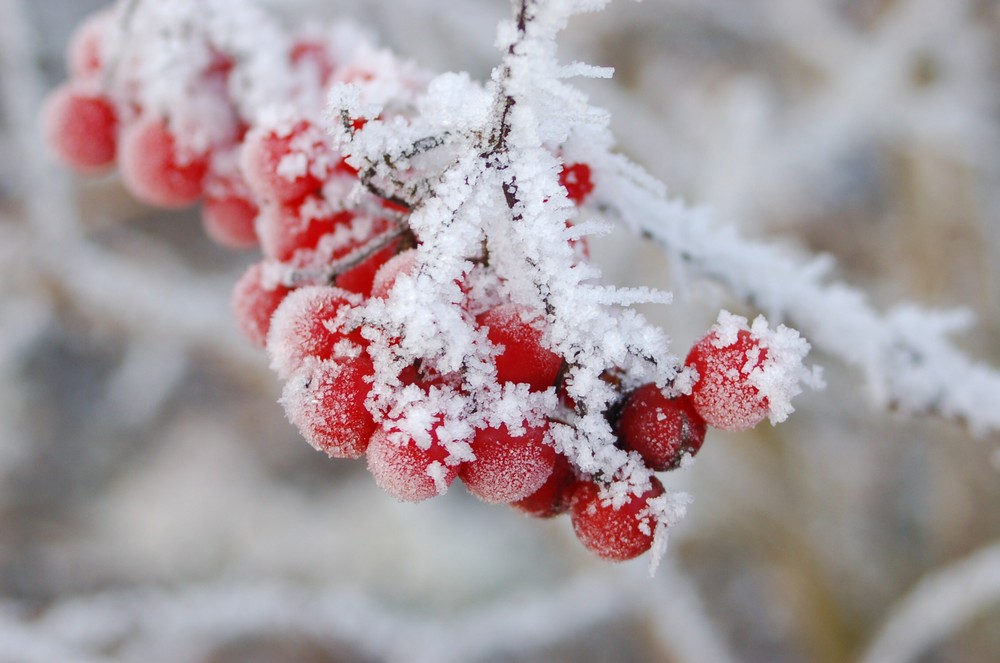 Eisbeeren