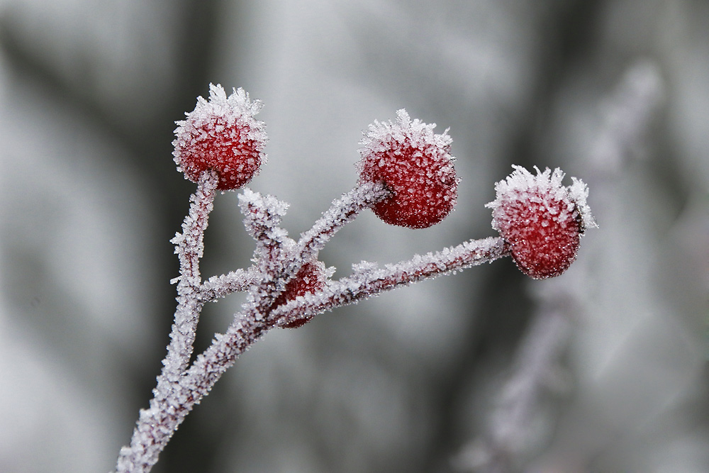 "Eisbeeren"