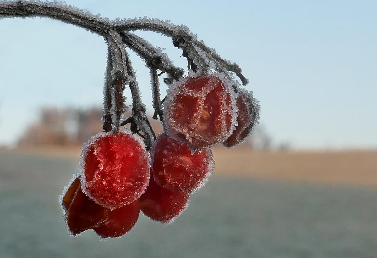 Eisbeeren