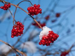 Eisbeeren