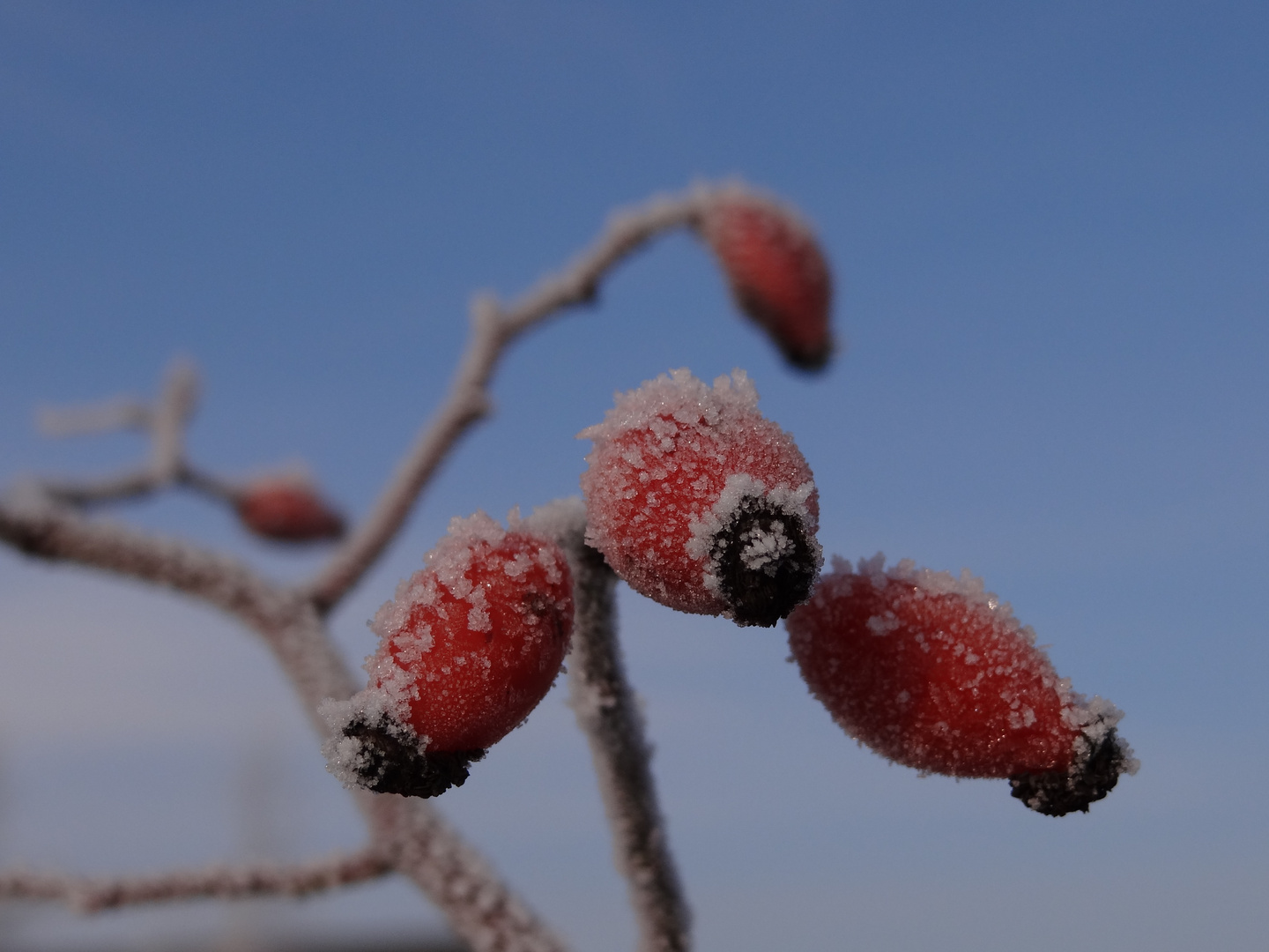 Eisbeeren