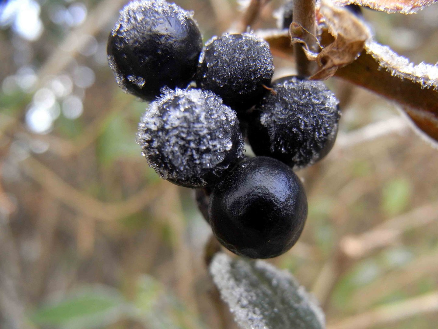 Eisbeeren...