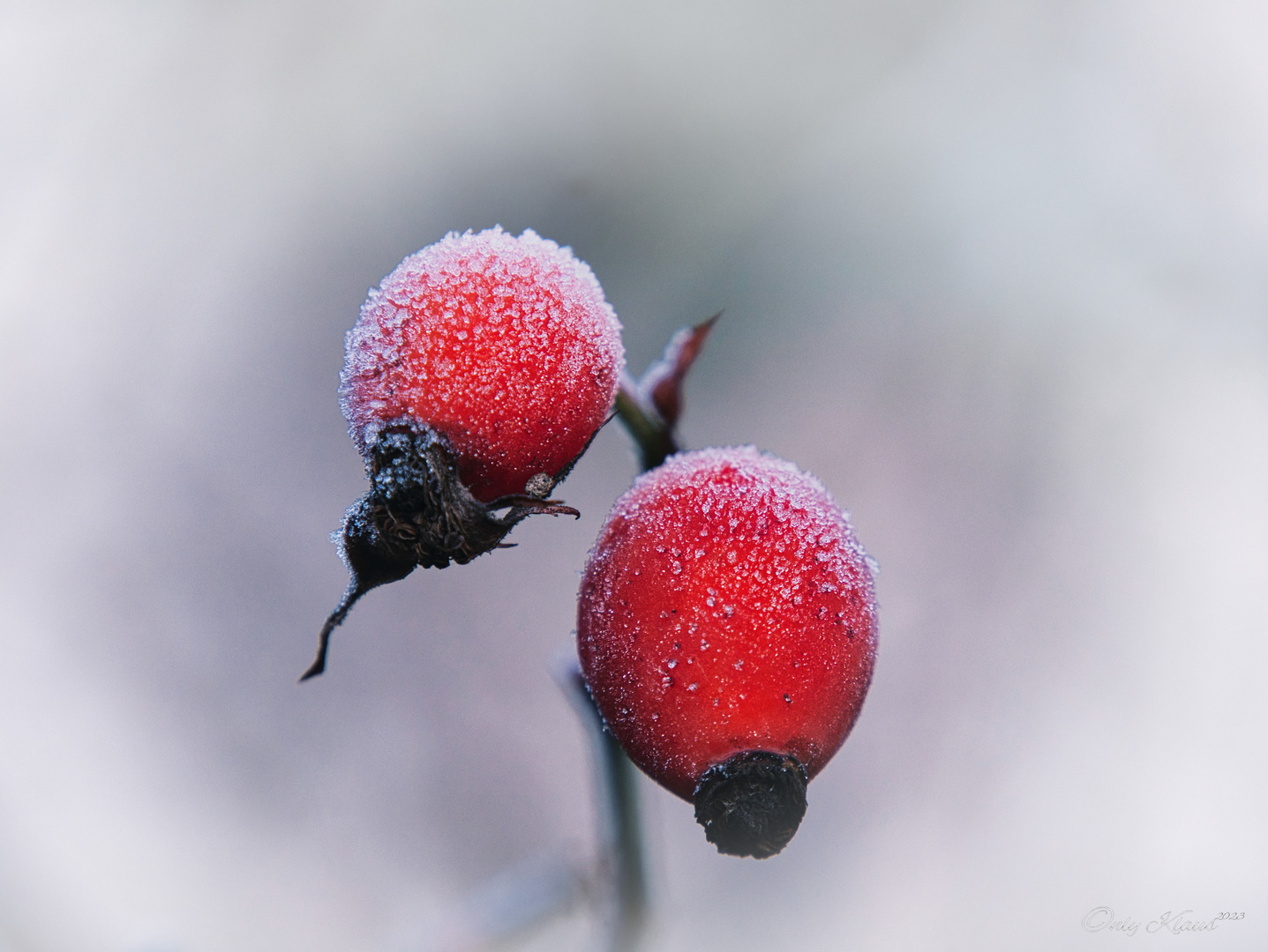 Eisbeeren