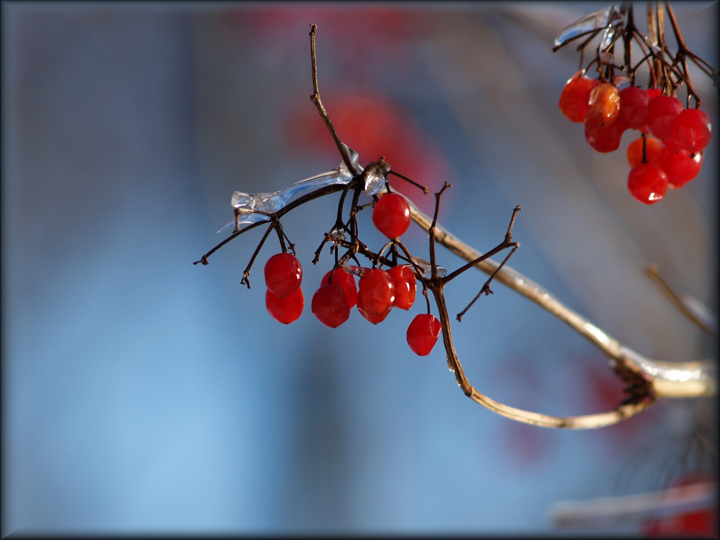 Eisbeeren