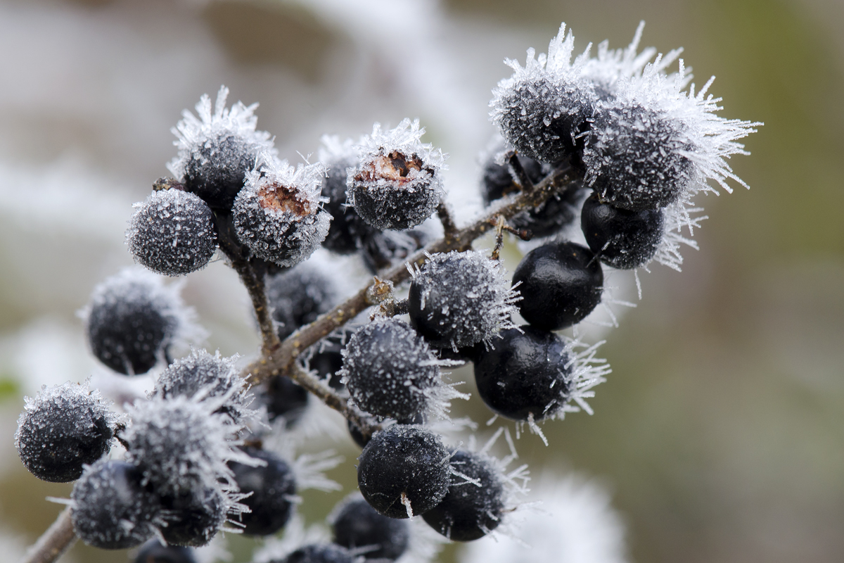 Eisbeeren ;-)