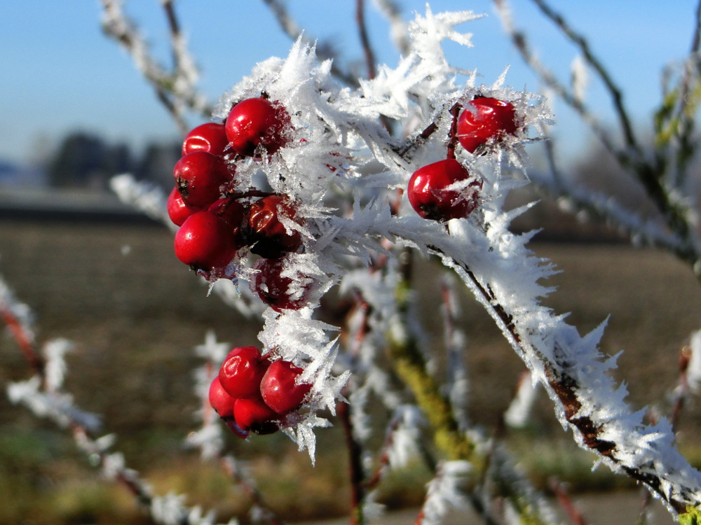 Eisbeeren